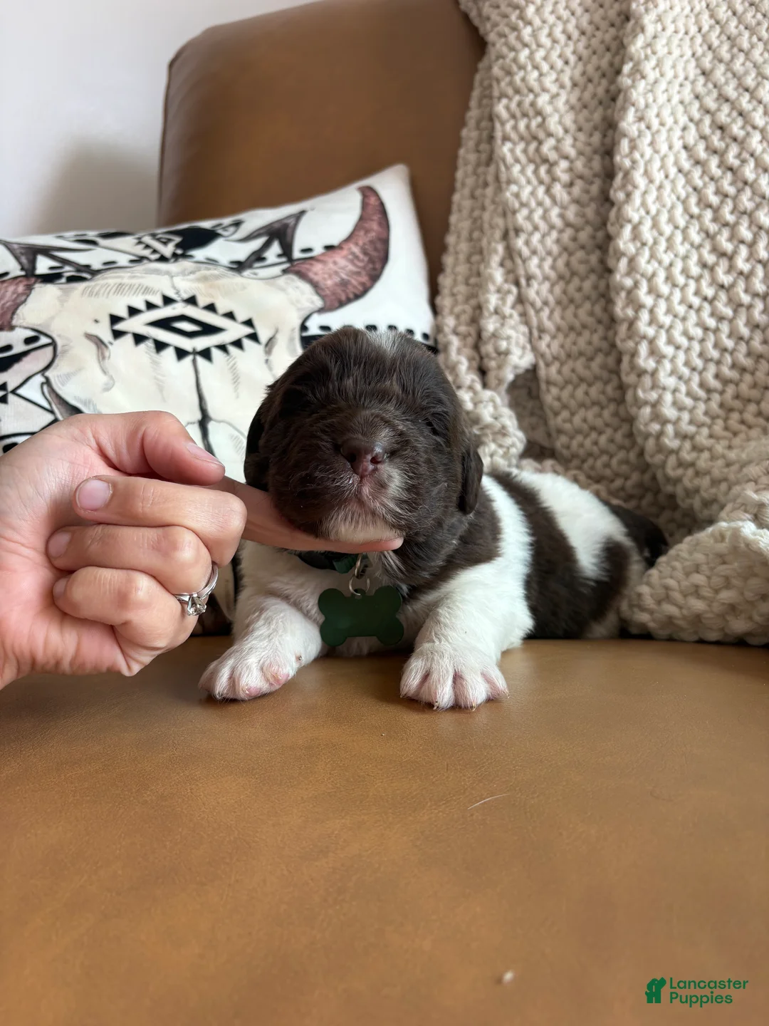 Newfoundland dogs for sale: Blaze  - Ad 2