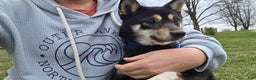 Shiba Inu dogs for sale: Shiba Inu Puppy 1 - Ad 2
