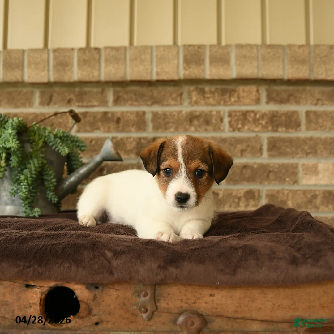 Jack Russell Terrier dogs for sale: Ralf - Ad 2