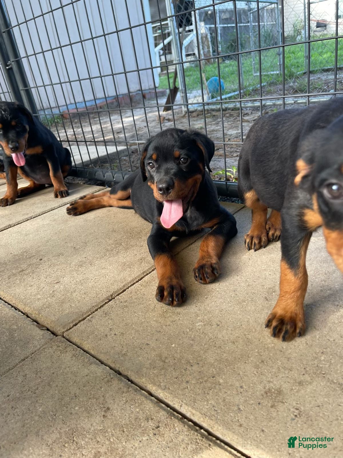 Rottweiler dogs Rottweiler 2 - Ad 1