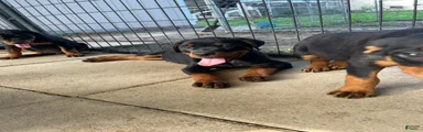 Rottweiler 2