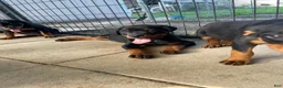 Rottweiler dogs for sale: Rottweiler 2 - Ad 1
