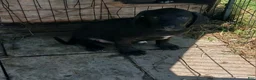 Mixed Breed dogs for sale: $100 puppies - Ad 4