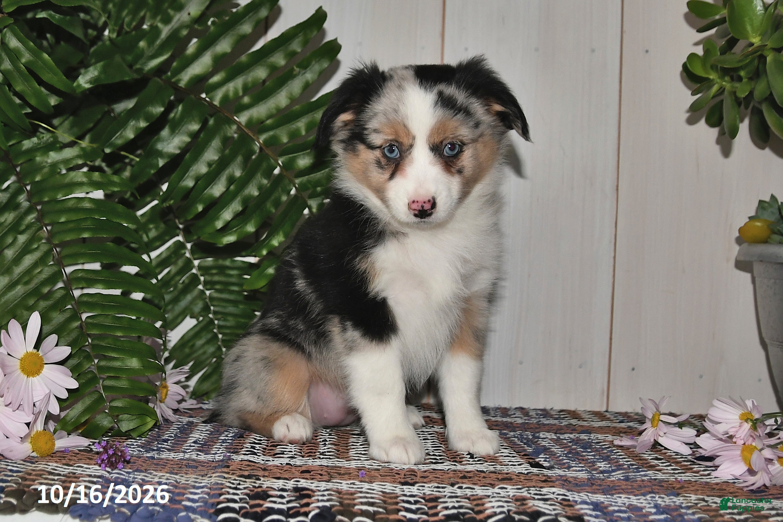 Miniature Australian Shepherd dogs Harper - Ad 1
