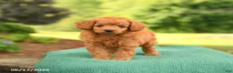 Mini Goldendoodle dogs for sale: Axel - Ad 3