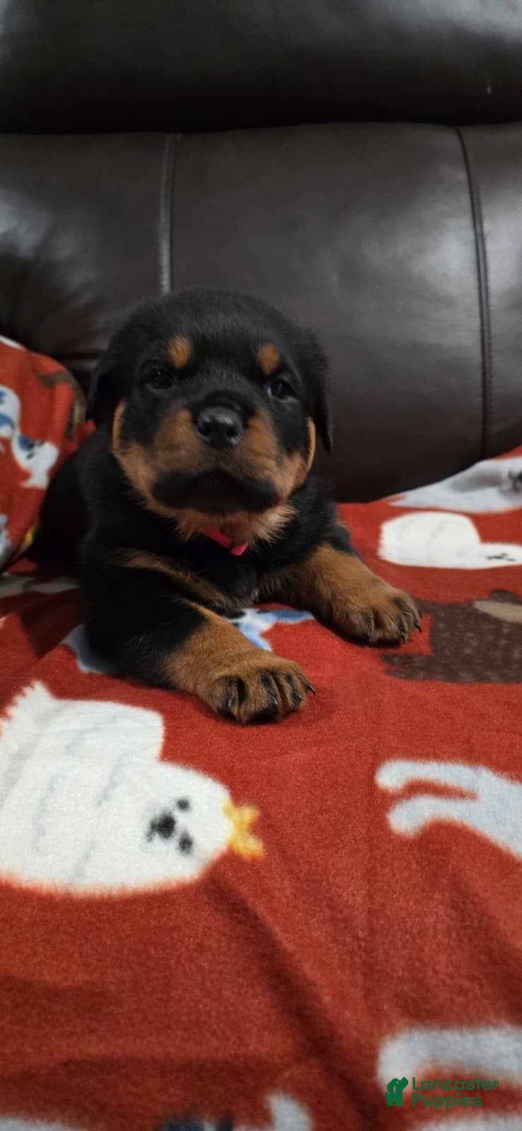 Rottweiler dogs Rottweiler Puppy 5 Pink Girl  - Ad 2