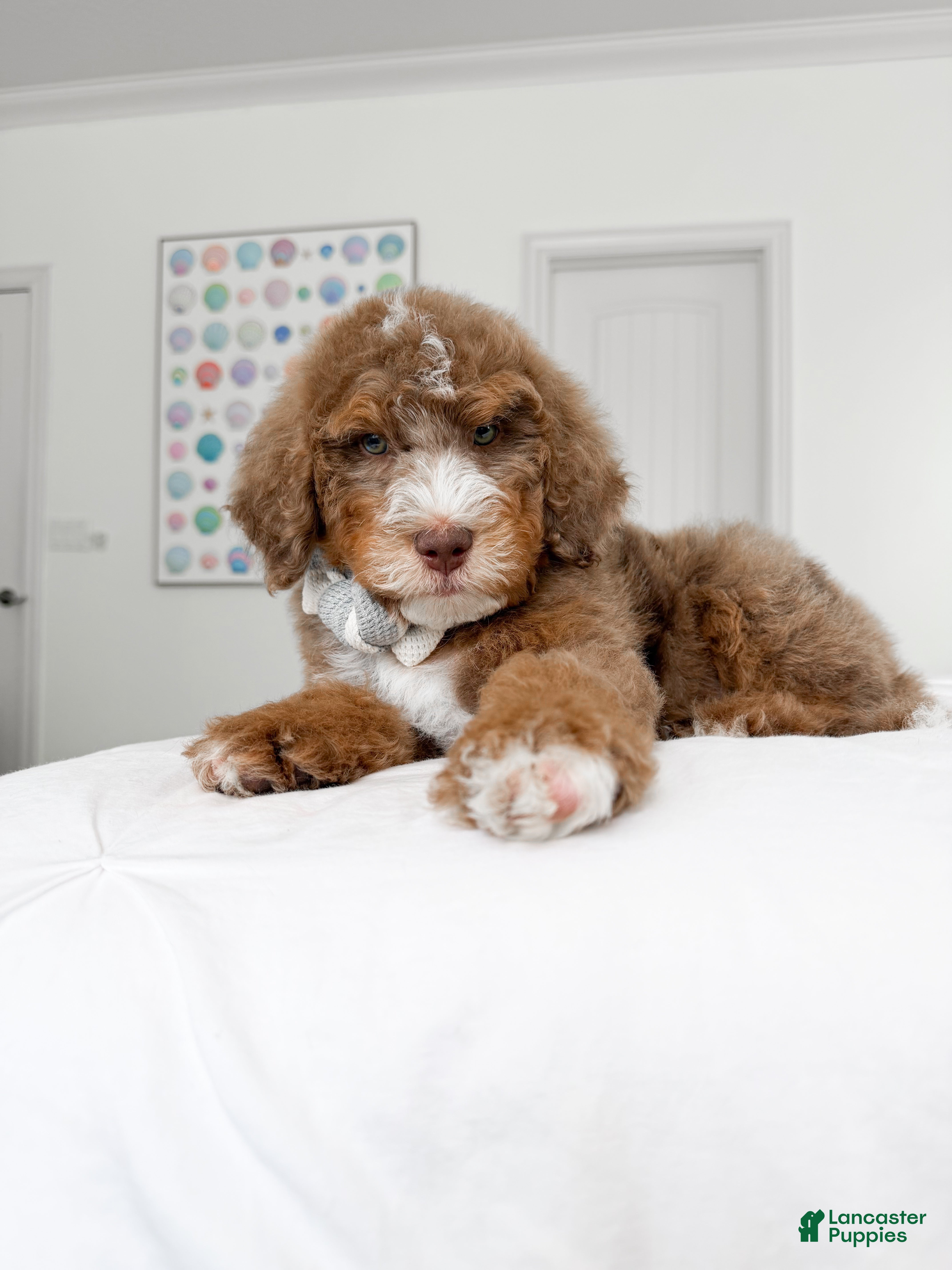 Mixed Breed dogs Harry Potter - Ad 2