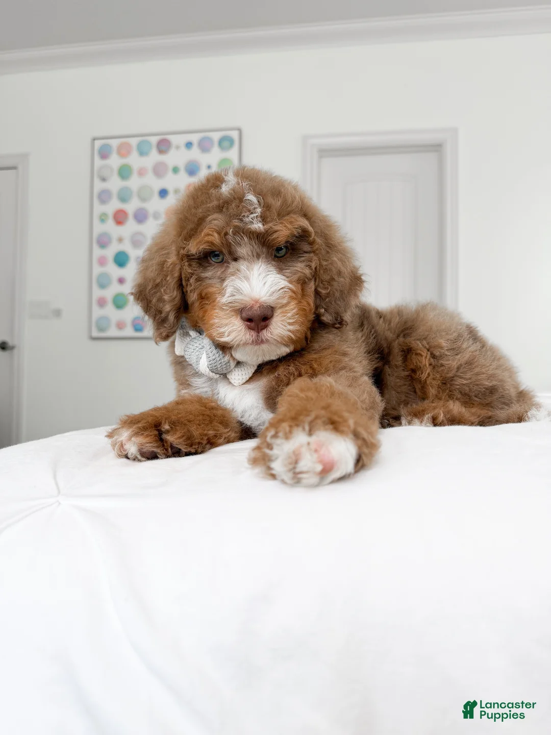 Mixed Breed dogs for sale: Harry Potter - Ad 2