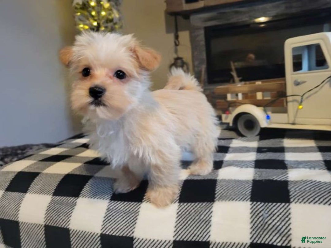 Morkie dogs for sale: Champ - Ad 2