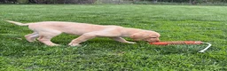 Labrador Retriever dogs for sale: Amber - Ad 2