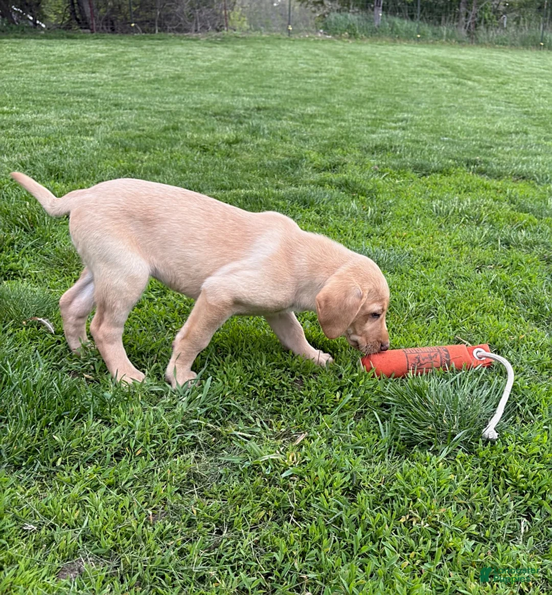 Labrador Retriever dogs for sale: Amber - Ad 2