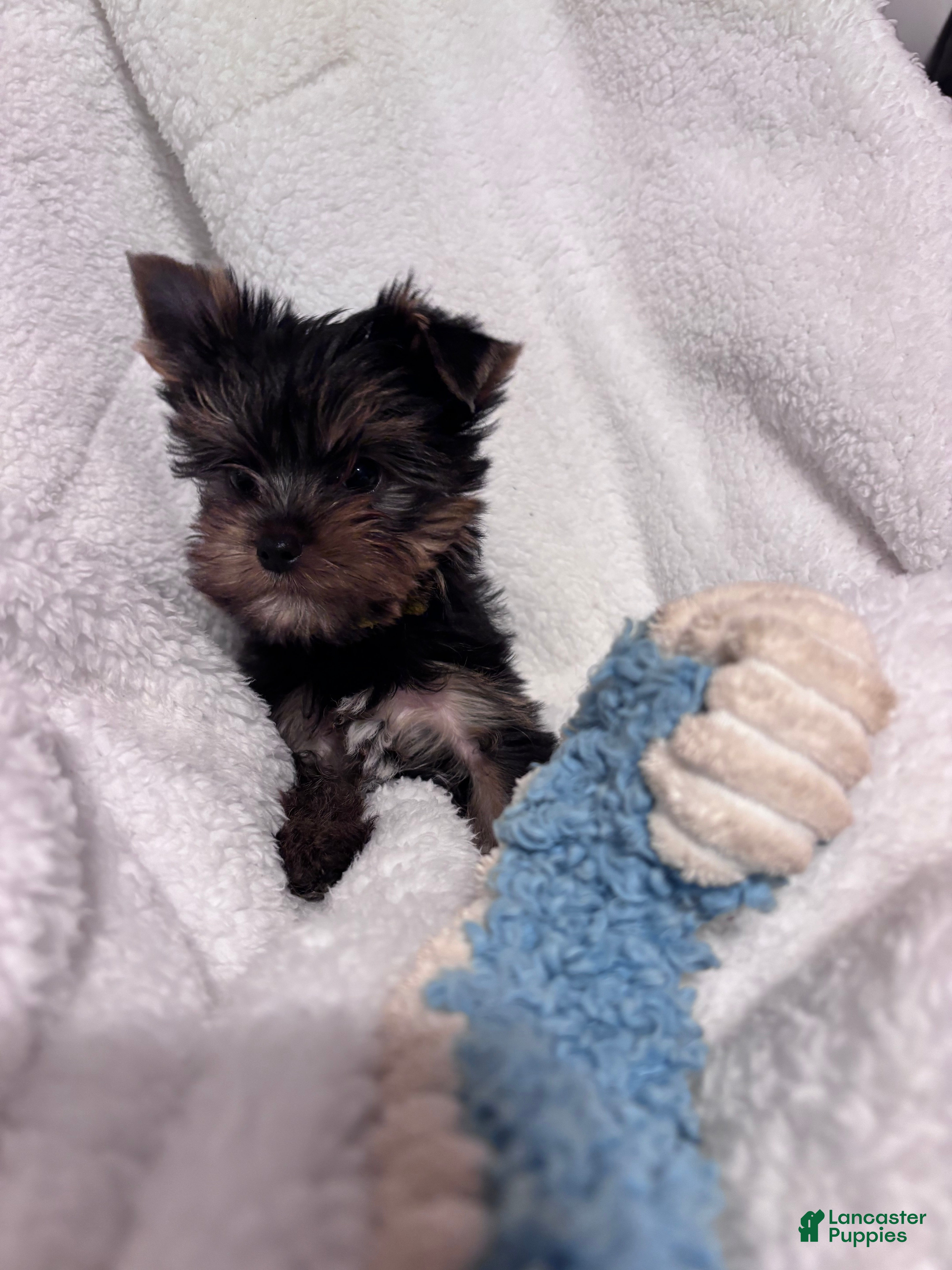Yorkshire Terrier dogs for sale: Yorkshire Terrier 1 - Ad 19