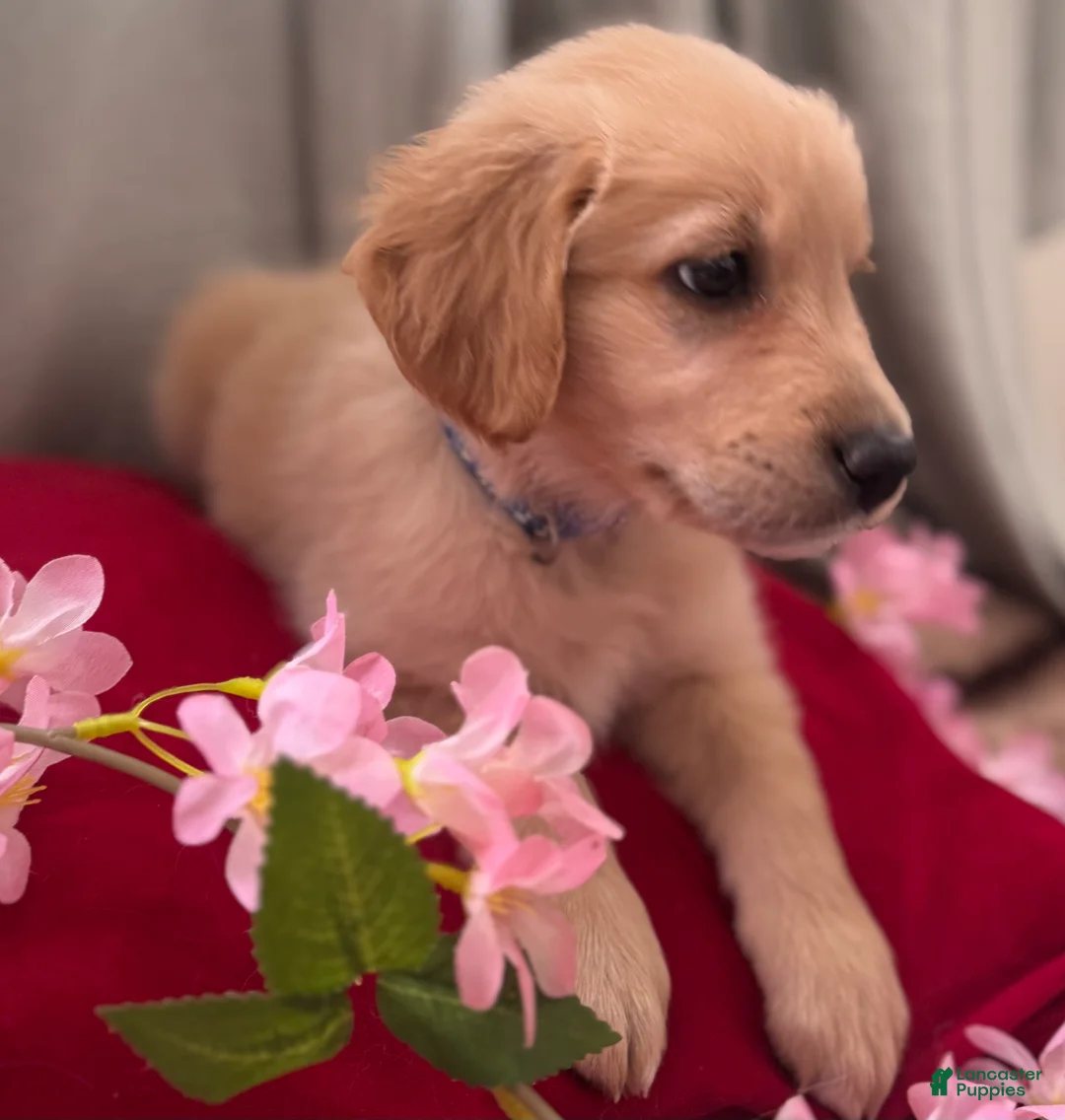 Mixed Breed dogs for sale: Dark Blue Collar - Ad 3