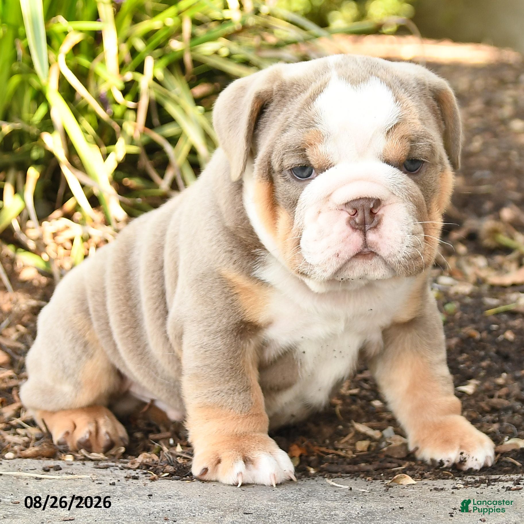English Bulldog dogs Samson - Ad 2