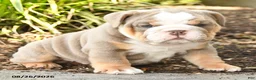 English Bulldog dogs for sale: Samson - Ad 2