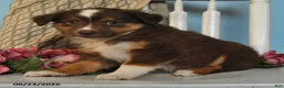 Miniature Australian Shepherd dogs for sale: Penny - Ad 3