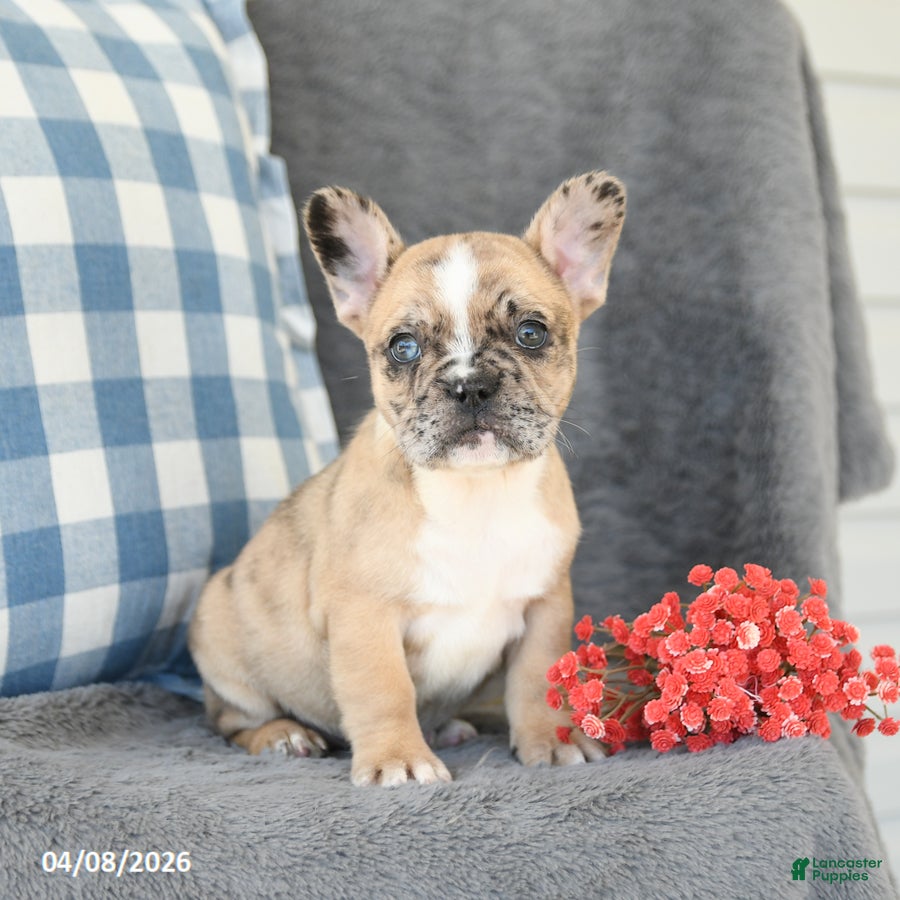 French Bulldog dogs Flora    - Ad 1