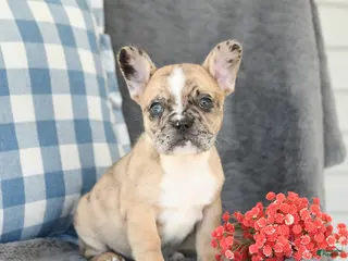 French Bulldog dogs for sale: Flora - Ad 2
