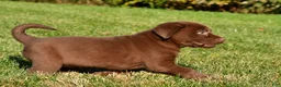 Labrador Retriever dogs for sale: Mira - Ad 9