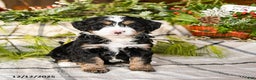 Mini Bernedoodle dogs for sale: Mindy - Ad 3