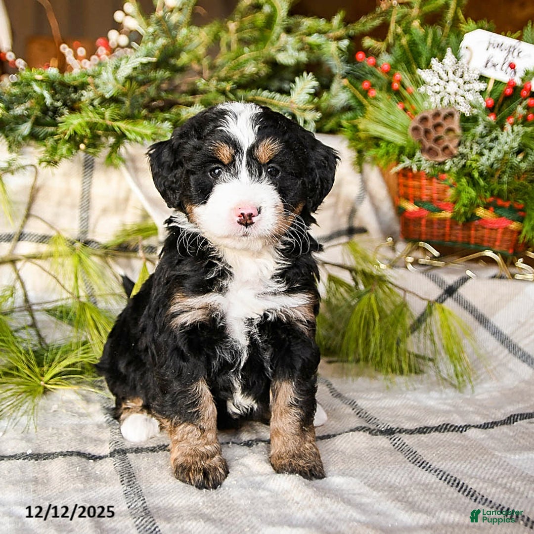 Mini Bernedoodle dogs for sale: Mindy - Ad 3