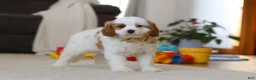 Cavapoo dogs for sale: Ace - Ad 7