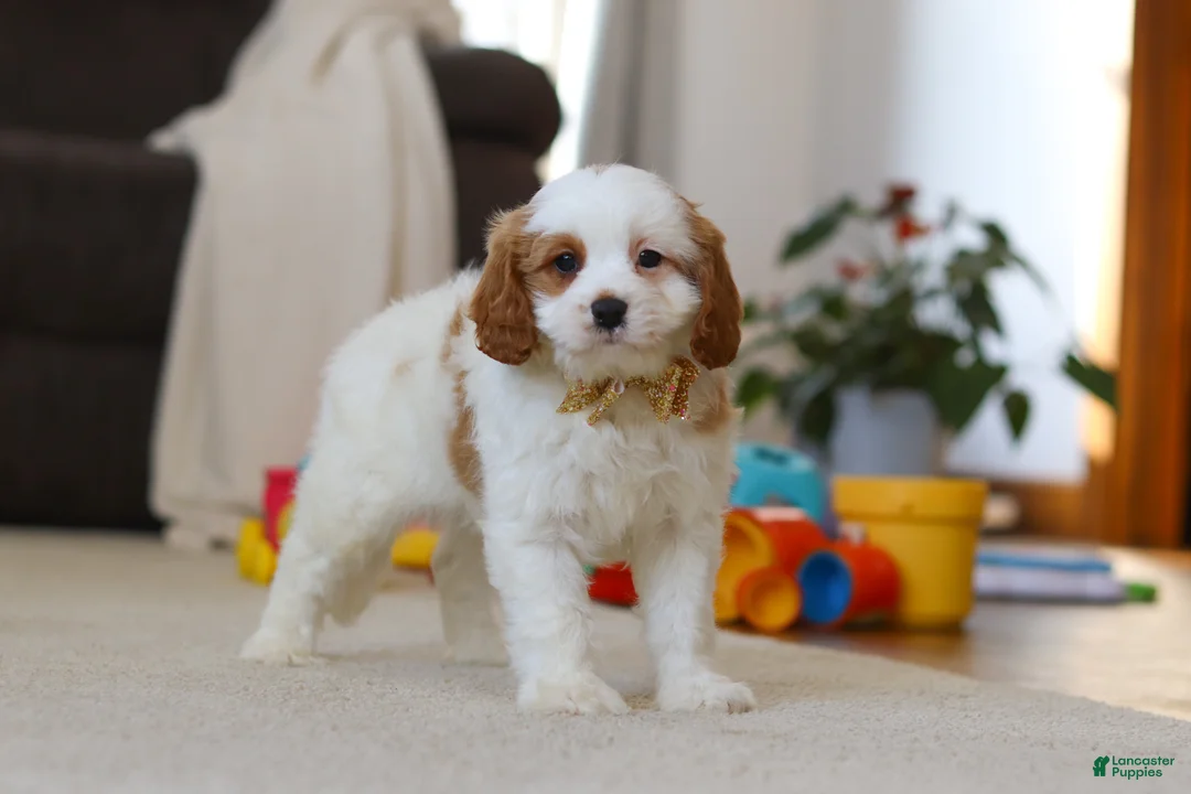Cavapoo dogs for sale: Ace - Ad 7