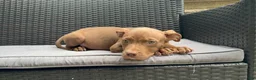 American Bully dogs for sale: American Bully 1 - Ad 5