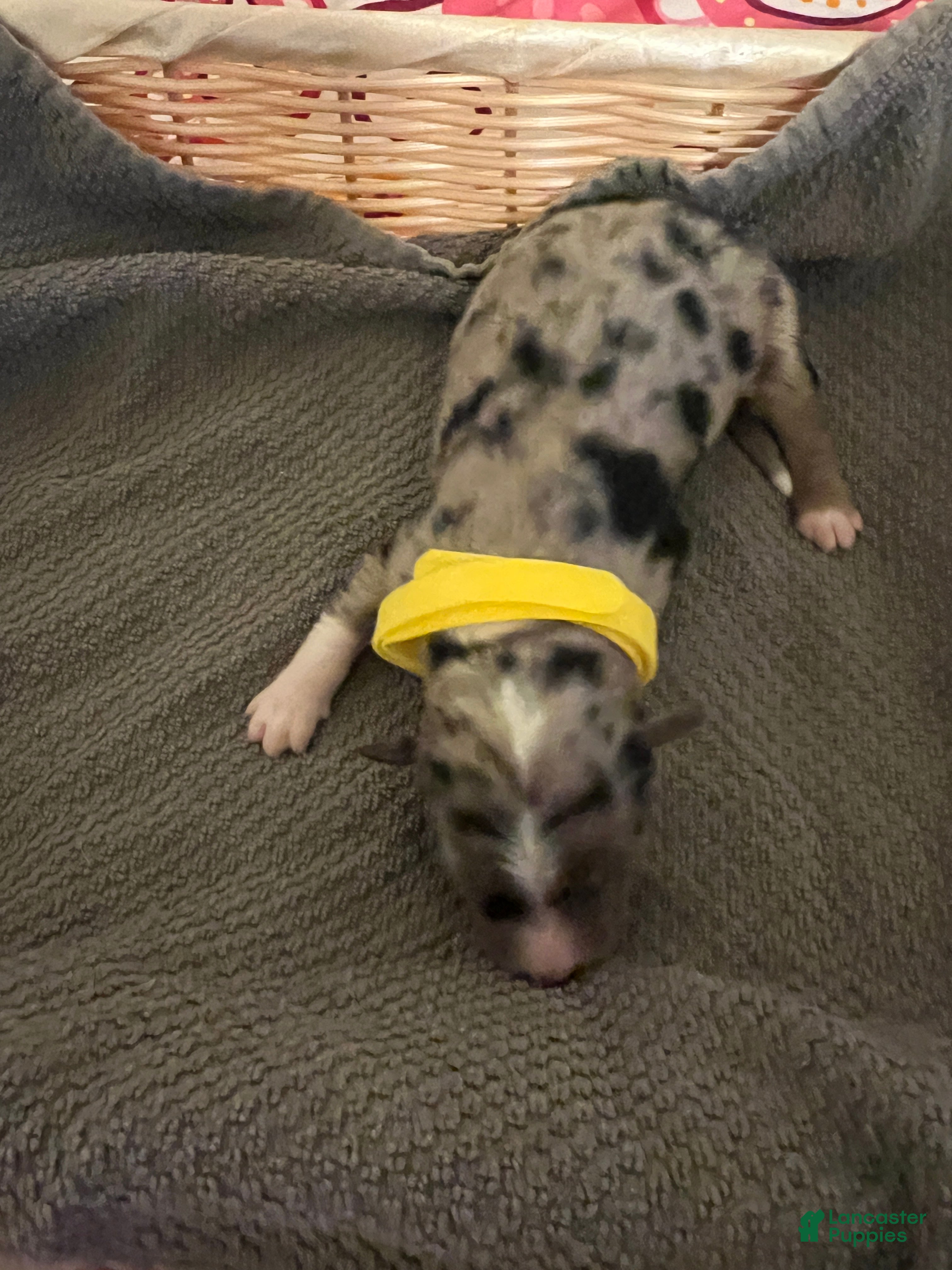 Mixed Breed dogs Yellow - Ad 17