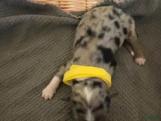 Mixed Breed dogs Yellow - Ad 17