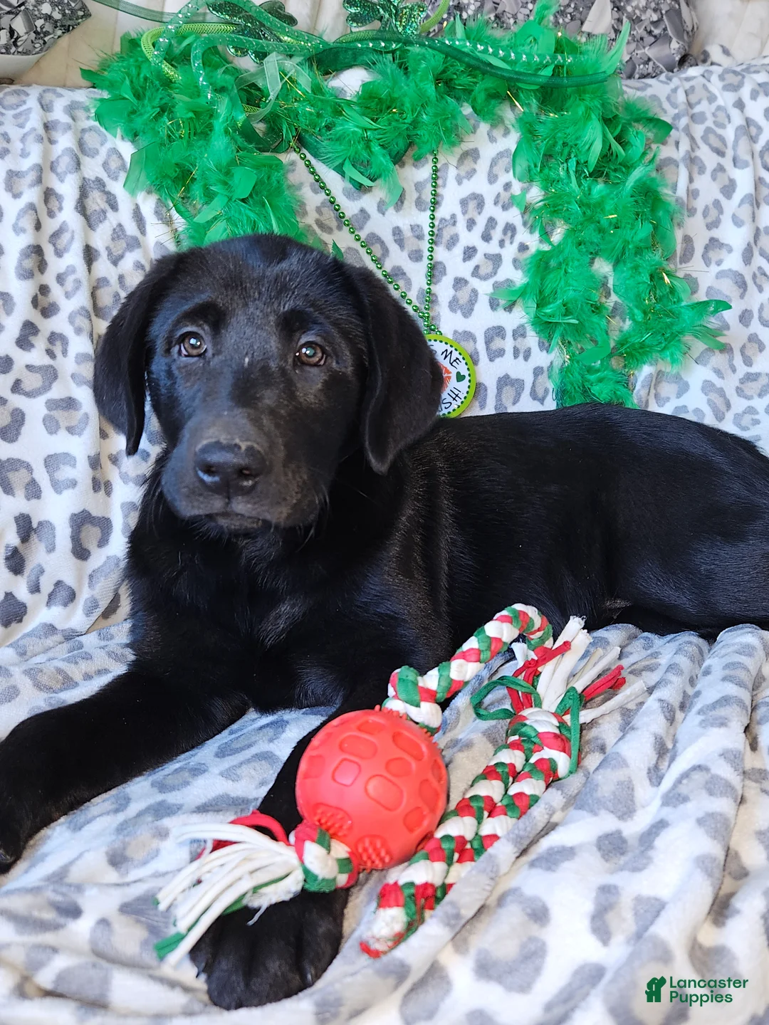 Labrador Retriever dogs for sale: Labrador Retriever Puppy 2 - Ad 1