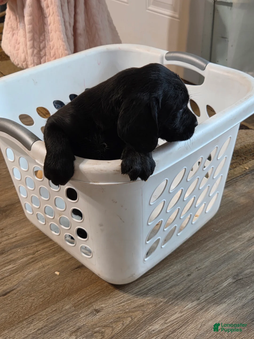 Mixed Breed dogs for sale: Labrador/Cocker Spaniel  - Ad 2