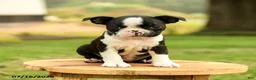 Boston Terrier dogs for sale: Brianna - Ad 5