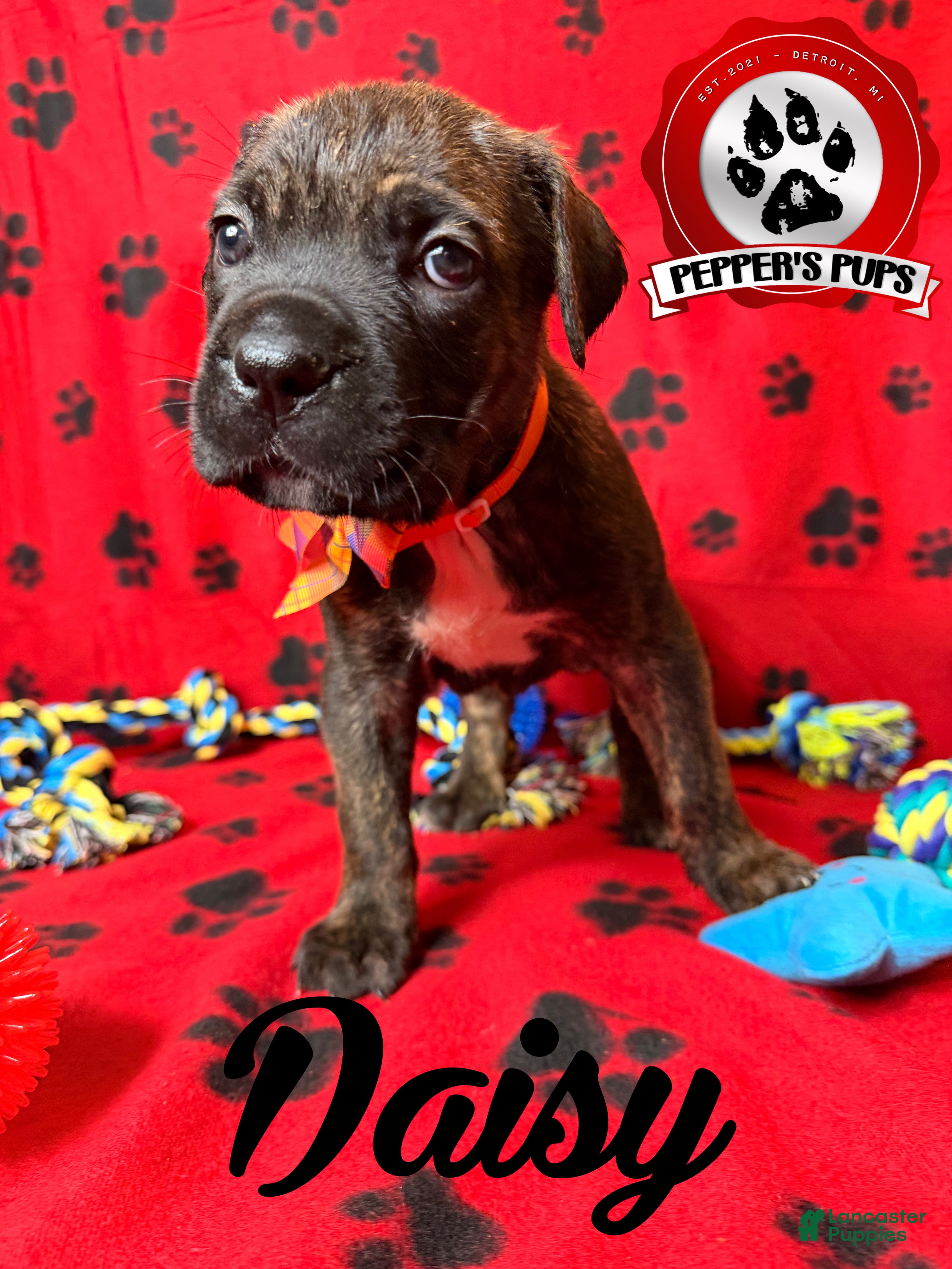 Cane Corso dogs Daisy  - Ad 1