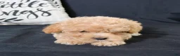 Maltipoo dogs for sale: Max - Ad 7