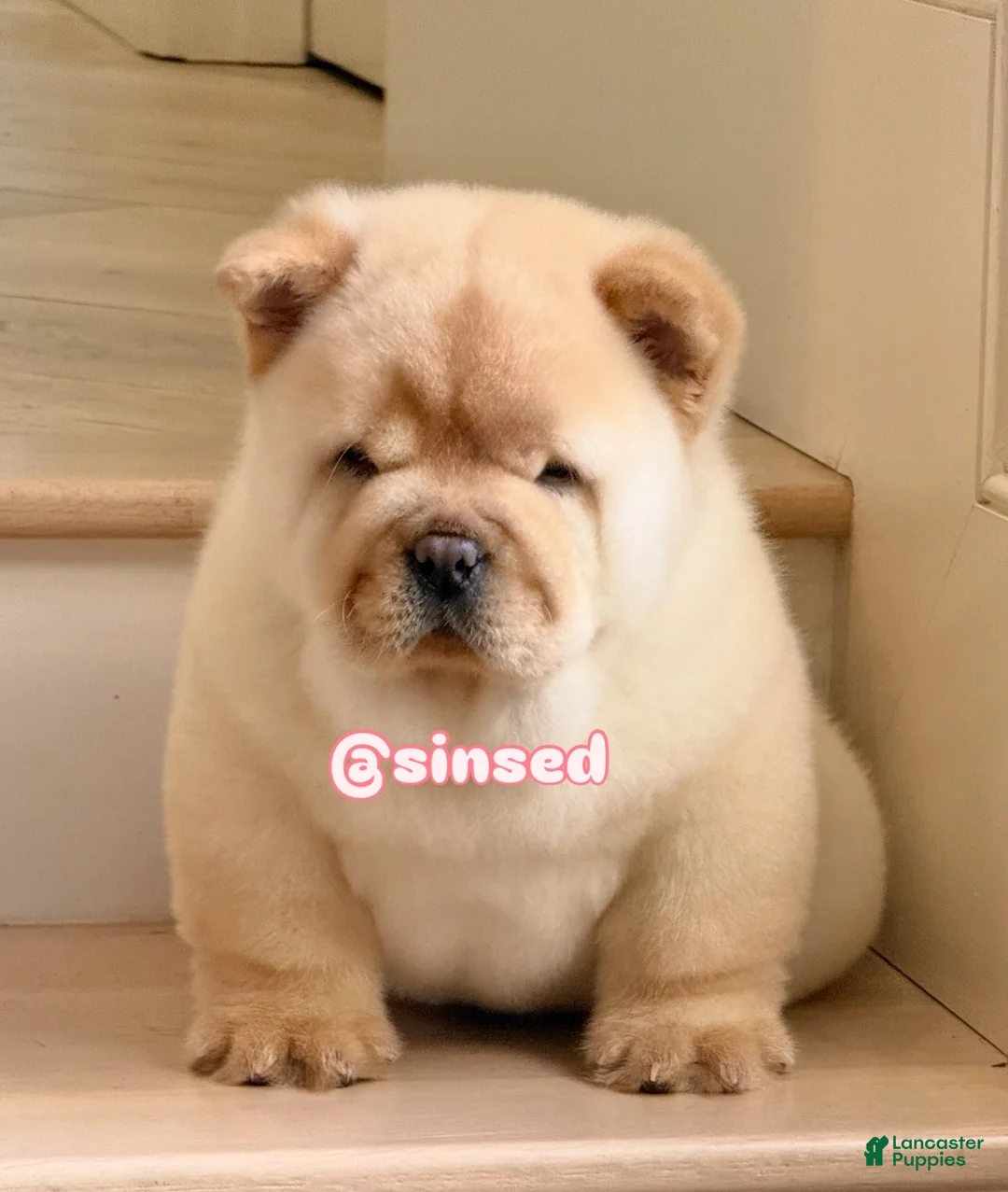 Chow Chow dogs for sale: St Nick  - Ad 7