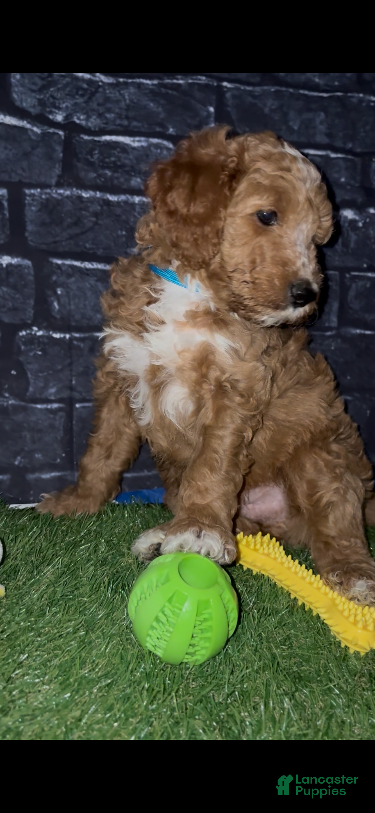 Goldendoodle dogs Turk - Ad 10