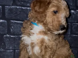 Goldendoodle dogs Turk - Ad 10