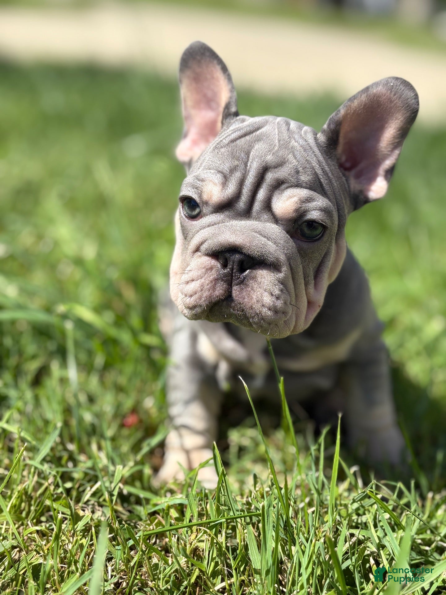 French Bulldog dogs for sale: Chanel - Ad 1
