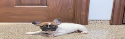 French Bulldog dogs for sale: French Bulldog Puppy 3 - Ad 5