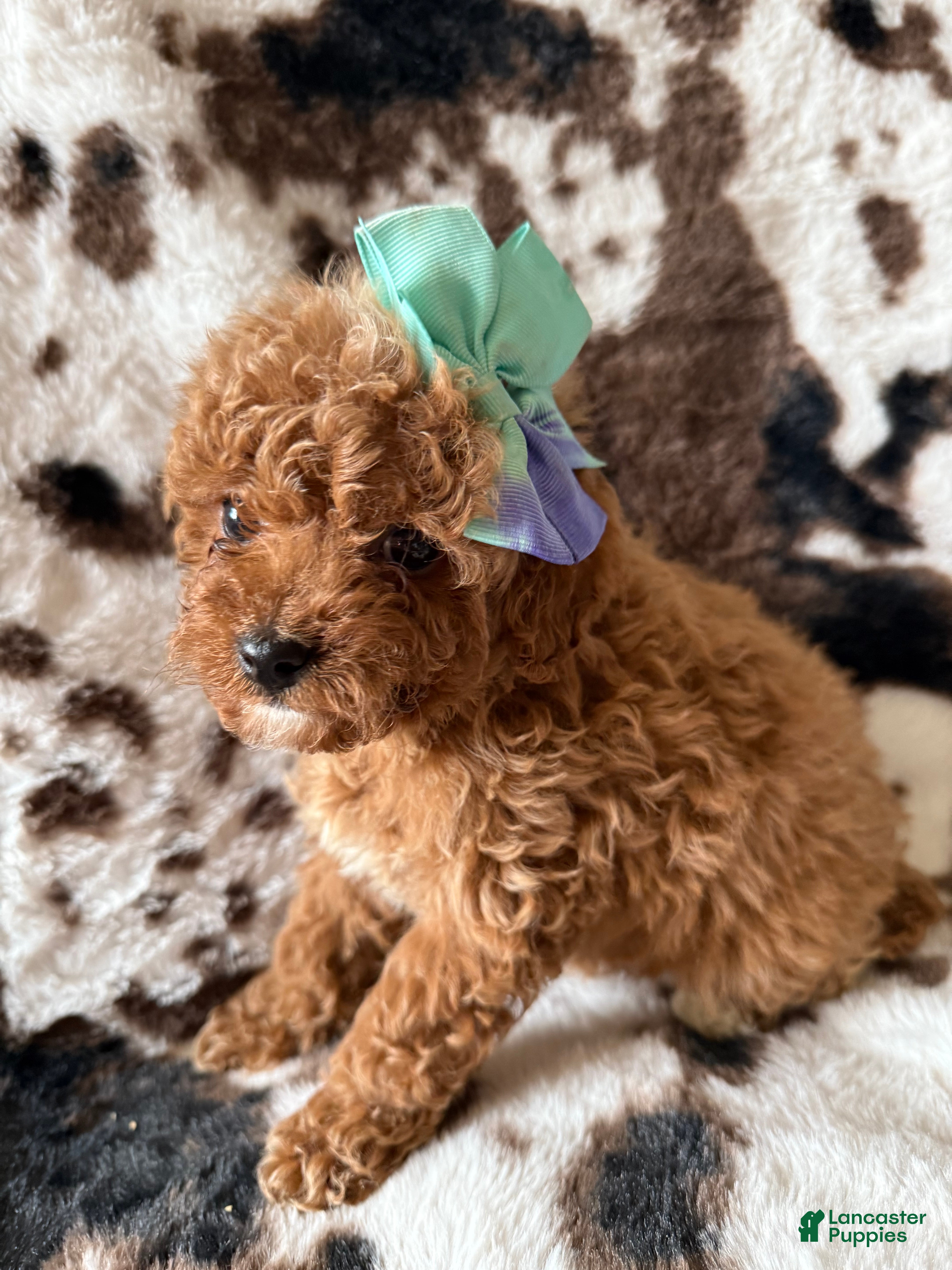 Cavapoo dogs Cavapoo Puppy 6 - Ad 10