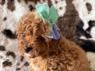Cavapoo dogs Cavapoo Puppy 6 - Ad 36
