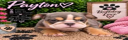 English Bulldog dogs for sale: Payton - Ad 3