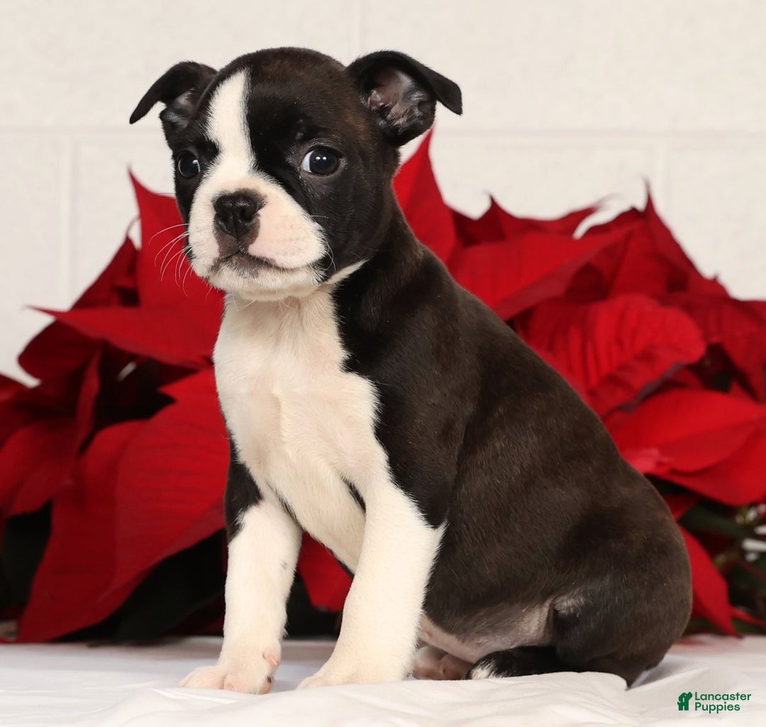 Boston Terrier dogs for sale: Ellie - Ad 5