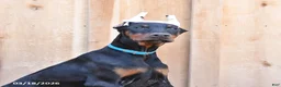 Doberman Pinscher dogs for sale: Roxie - Ad 5