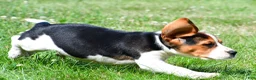 Beagle dogs for sale: Carson - Ad 4