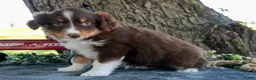 Miniature Australian Shepherd dogs for sale: Biscuit - Ad 3