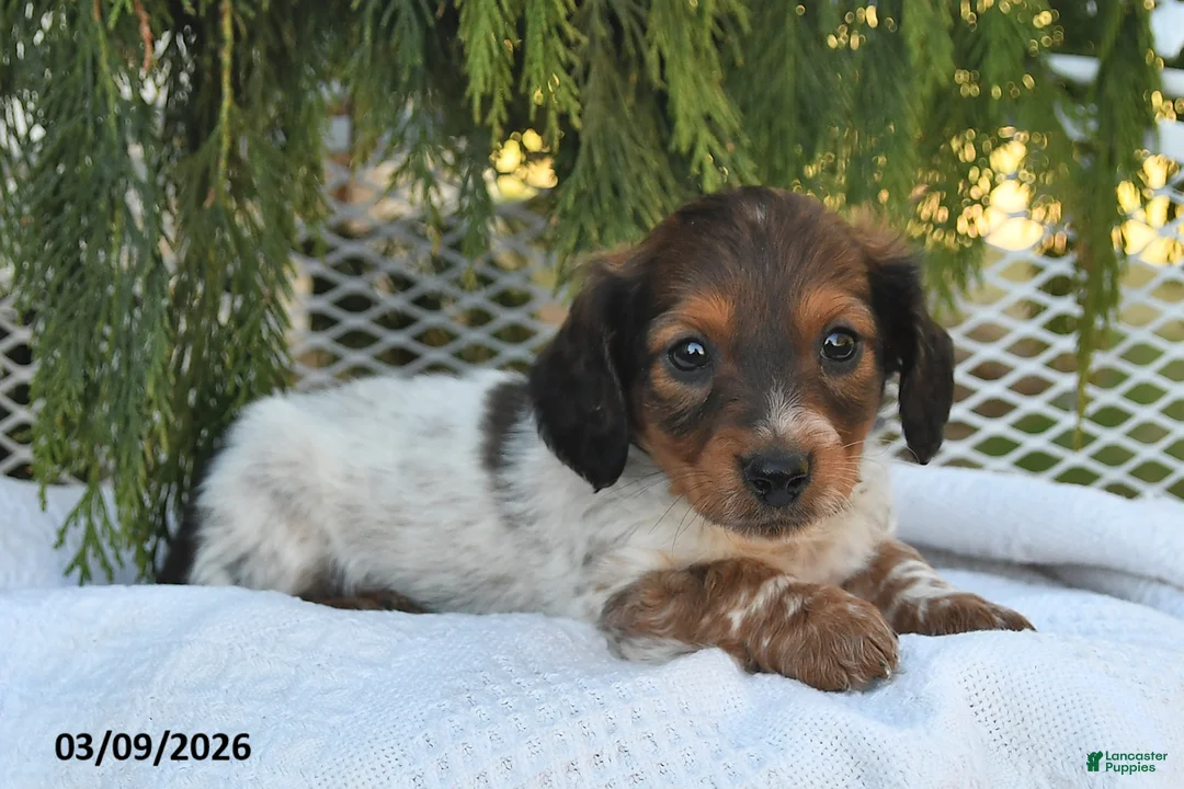 Miniature Dachshund dogs for sale: Winston - Ad 1