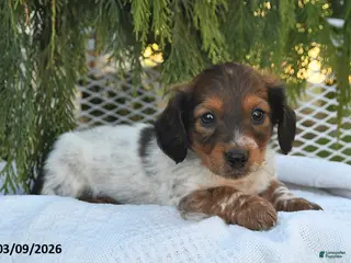 Miniature Dachshund dogs for sale: Winston - Ad 1