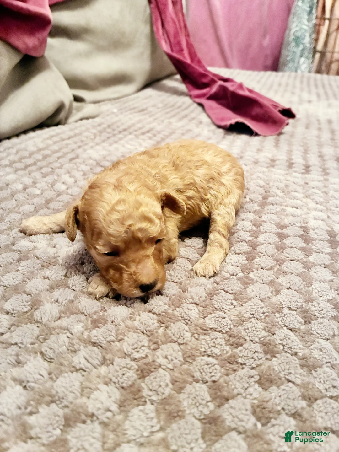 Toy Poodle dogs for sale: Apollodorus Tut ,  Toy Poodle Puppy - Ad 1
